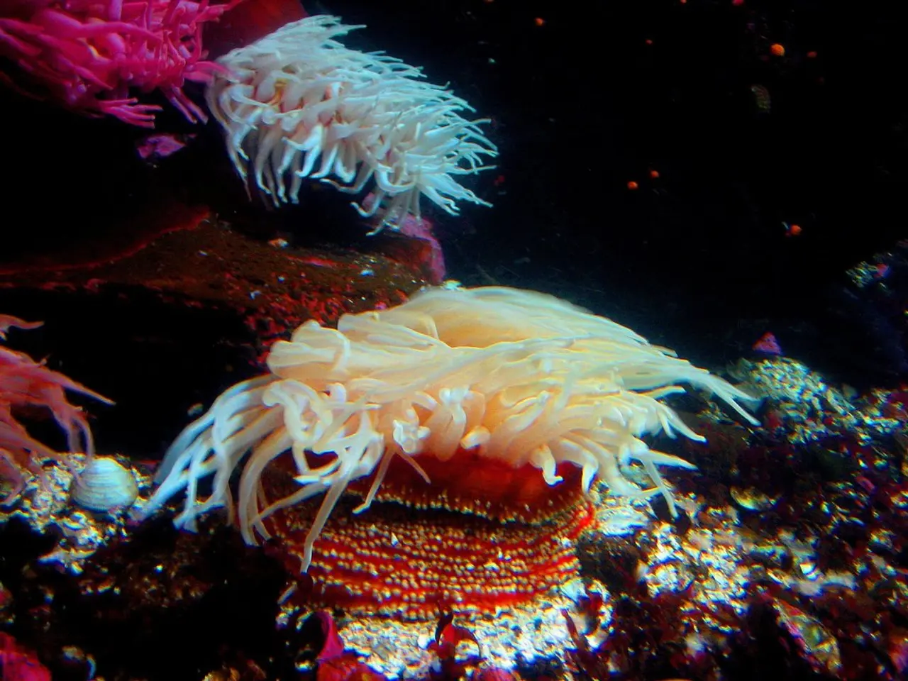 Coral Crisis Unraveled: Significant Loss of Coral in the Great Barrier Reef