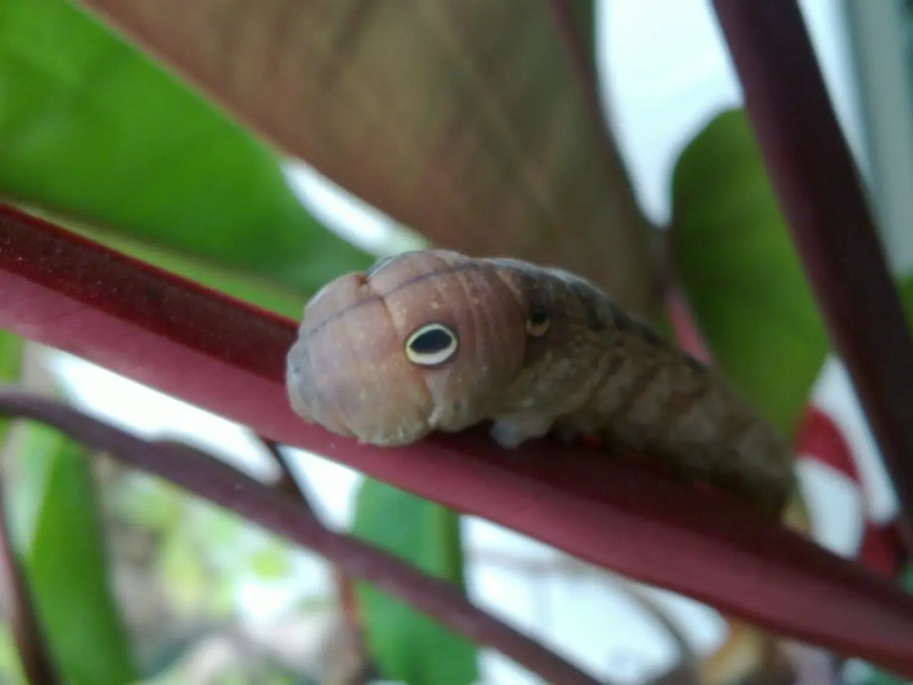 Caterpillar Skin Irritation: Symptoms, Causes, Remedies, and Further Insights