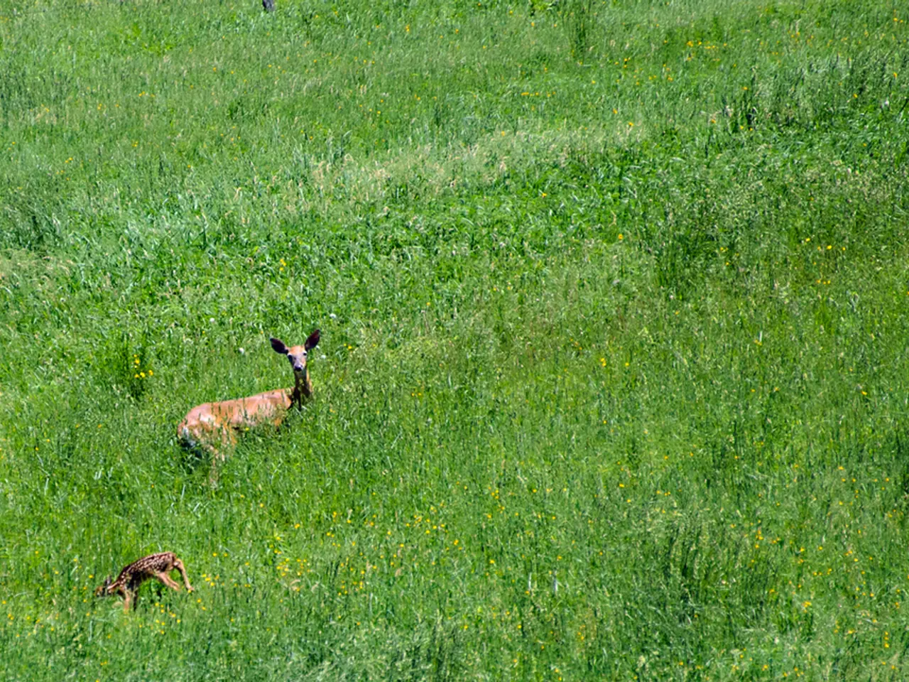 Does Spending Time in Nature Boost Mental Clarity?