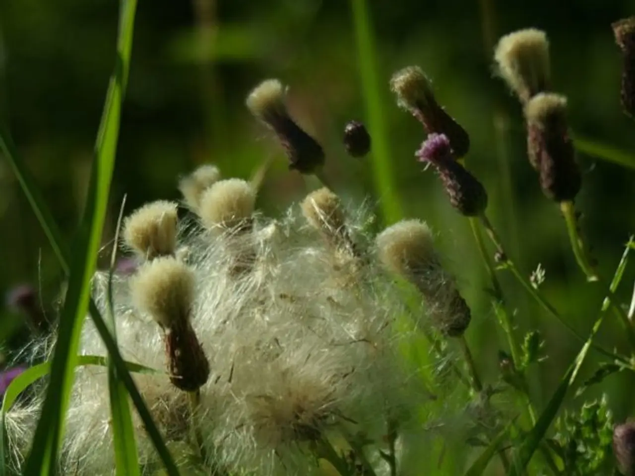 Fundamental Methods for Thriving Organic Hydroponic Cultivation