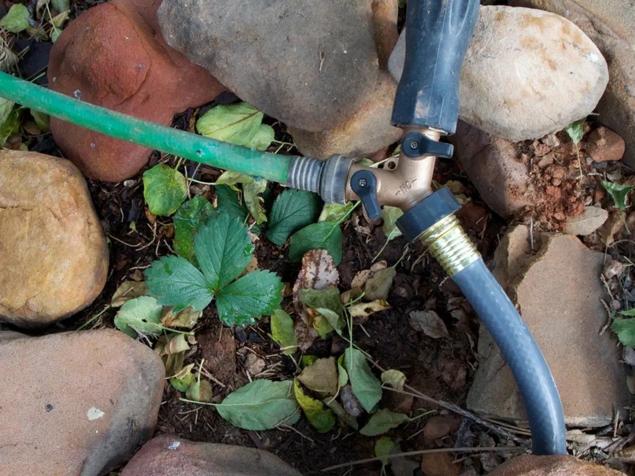 Unraveling the Enigma of Soil pH: Solving the Puzzle Behind Plant Hue