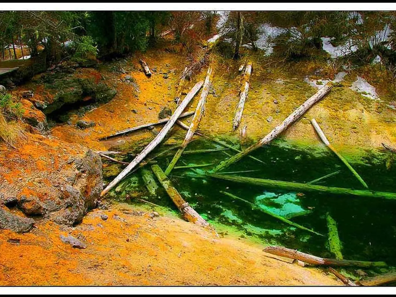 Enhancing Mental Sharpness and Concentration through Maritime Pine Bark Extract (MPBE)