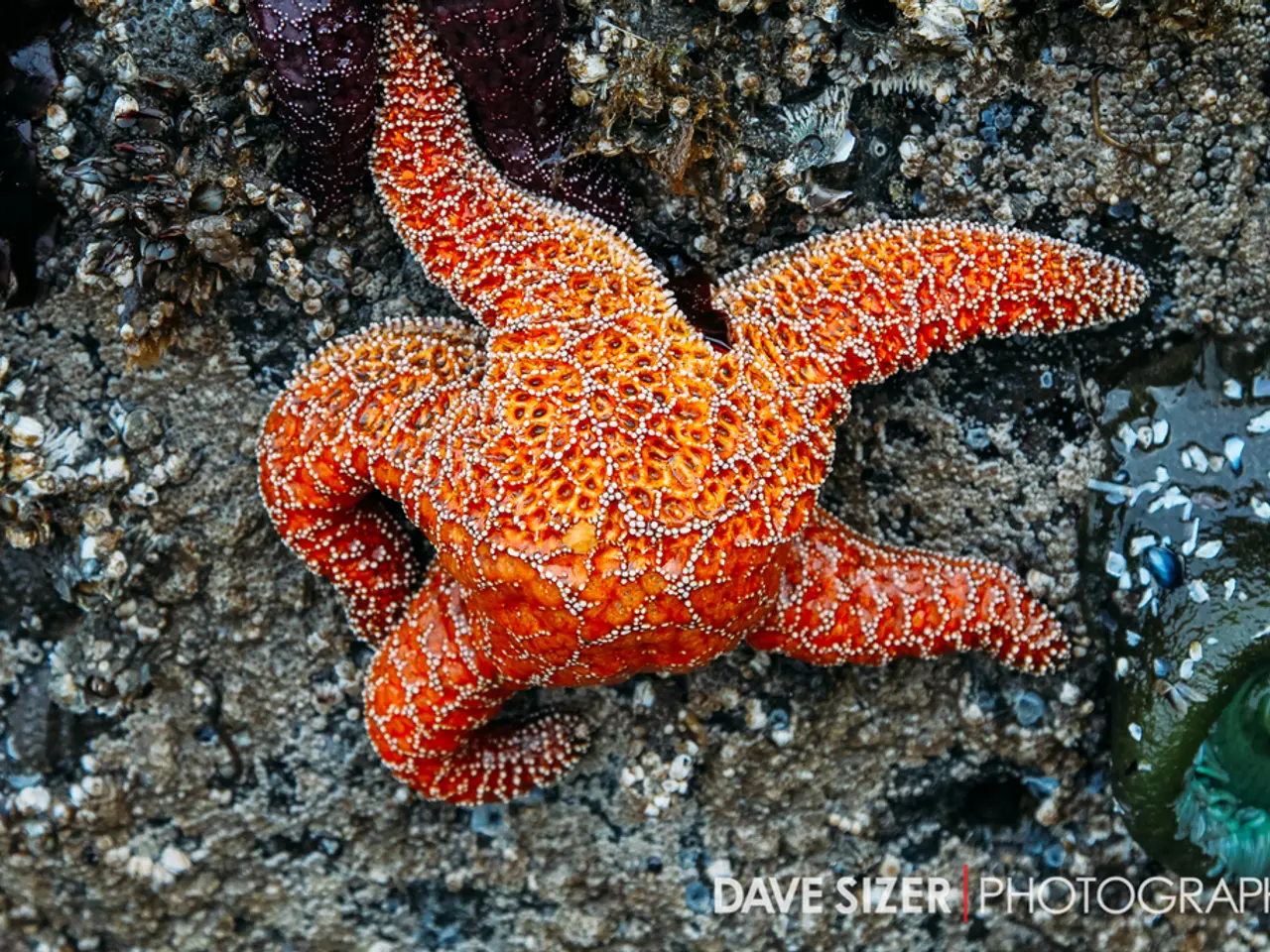 In this image there is a starfish on the seabed. There is some text at the bottom of the image.