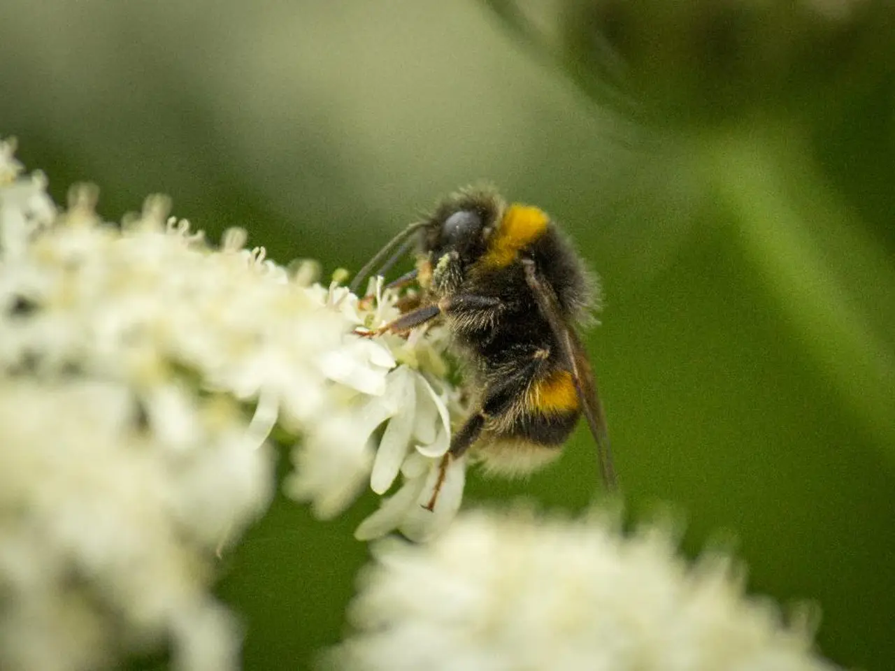 This image consists of flowers. On that there is an insect.