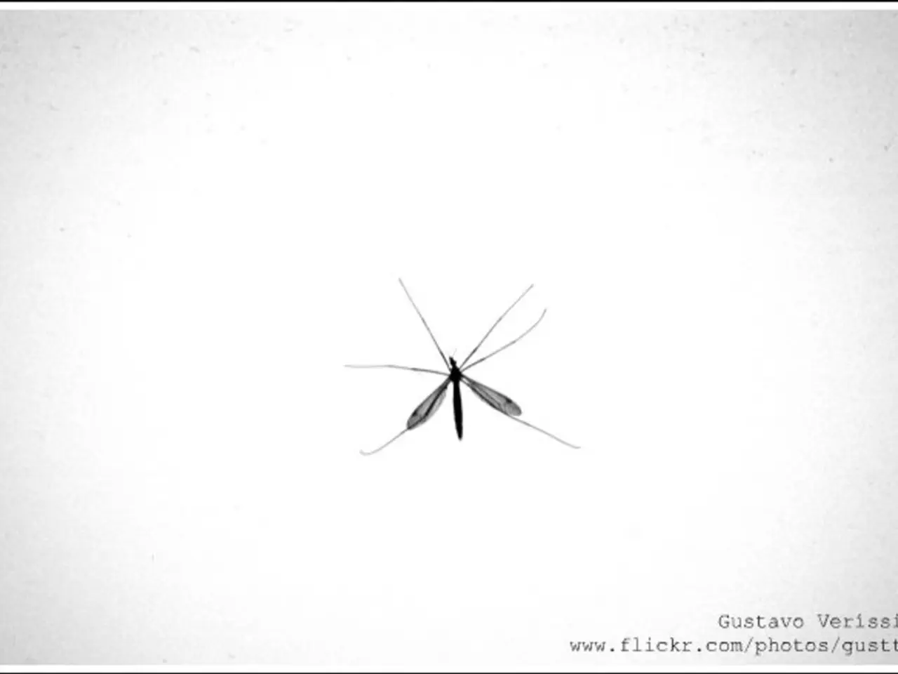 In the image there is a mosquito on the wall, this seems to be a black and white picture.