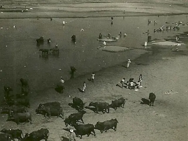 Iconic and cherished orcas remain mysterious: Insufficient understanding of these beloved...