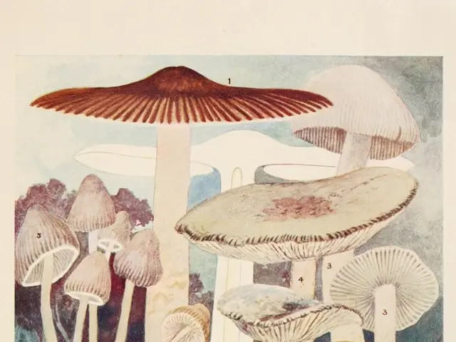 Ten local associations in Hamburg are cultivating cannabis plants for research and therapeutic...