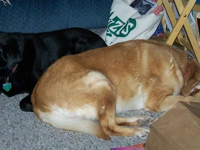 Symptoms, Home Remedies, and Medical Treatment for Dog Allergies