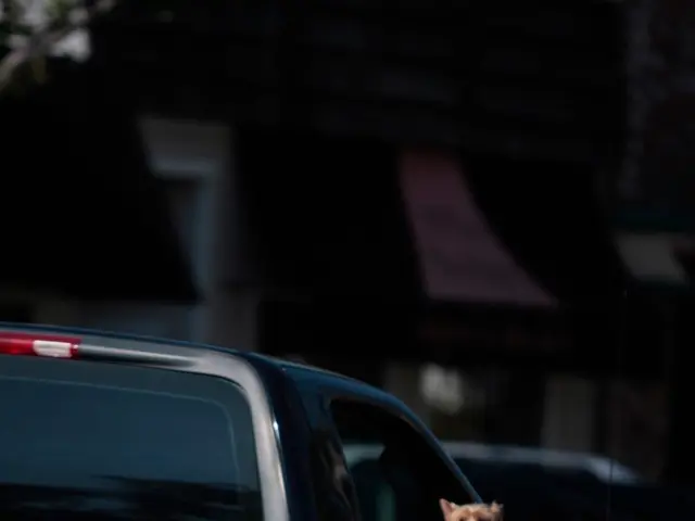 Dog Saved from Sweltering Vehicle in Essen City