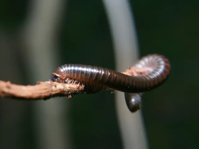 Article Recommending Cat Dewormers: 6 Veterinarian-Recommended Options