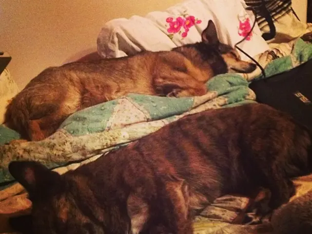 Toothpaste for dogs or not? This was our question to a vet for clarification