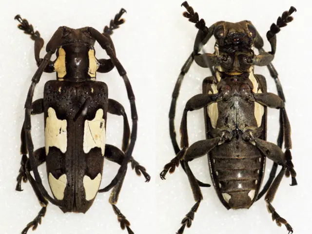 Scabies: Images, origins, cures, and additional details