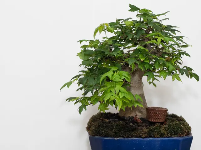 Optimal Bonsai Soil Composition: Picking the Ideal Blend for Vibrant Trees' Growth