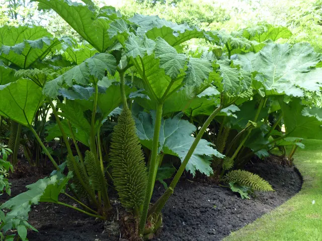 Meat-Consuming Vegetation: Proper Soil Essentials for Carnivorous Plants