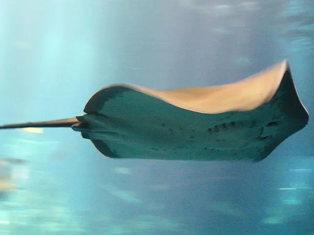 Stingray's Blood pH Levels Controlled by Proton Pump Discovery