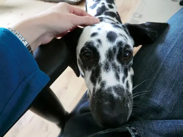 Vet's recommendations for the most secure flea treatment options for dogs