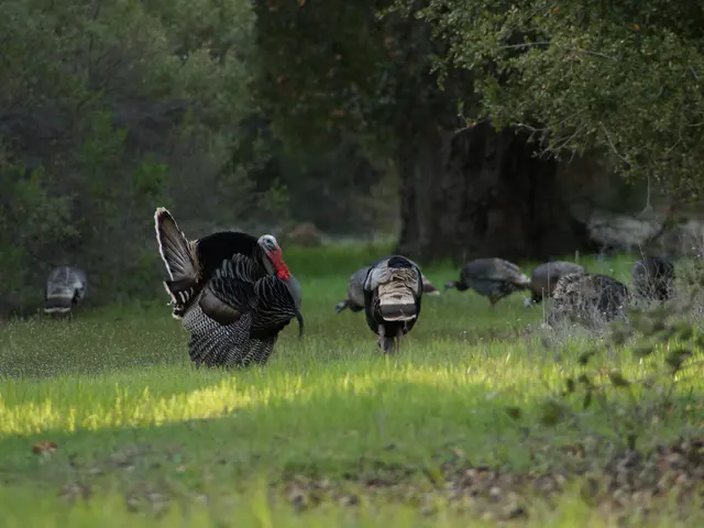 Transferred to Turkey for Medical Care: Tornike Rizhvadze's Relocation for Medical Treatment