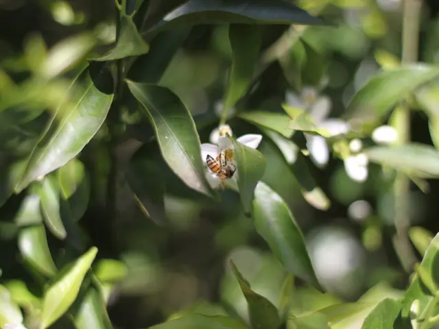 Invitation to Become Part of Our Site's Scientific Committee Focusing on Apitherapy