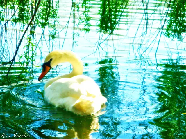 Endangered status persists for the little spotted kiwi