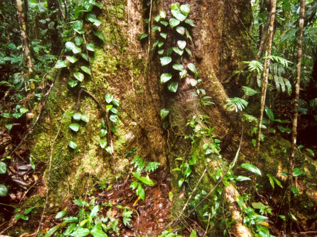 Enhancing Nutrient Absorption in Soil by Plants