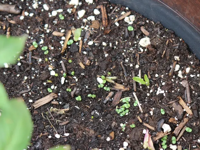 Intrinsic Components of Soil for Plants: Nutrients and Additional Factors