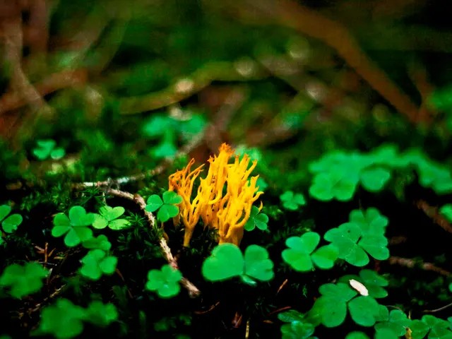 Impact of Temperature on Soil and Vegetation detailed