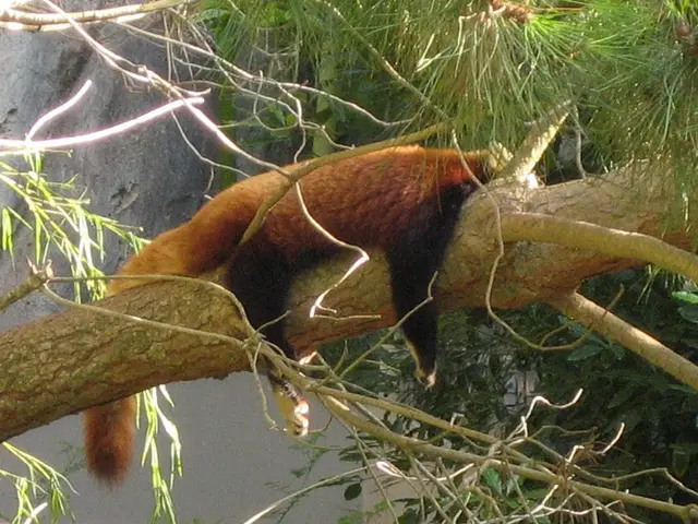 PANDAS Syndrome: Symptoms, causes, treatments, and additional insights