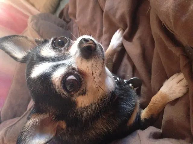 Recognizing the Need for an Ultrasound in Your Pet: Important Information Explained