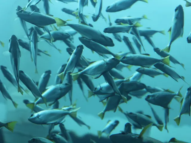 Mass gathering of fish being cooked in Belarus revealed at another location