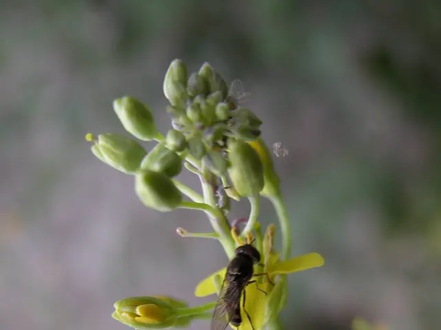 Iowa's crops face destructive impact from Aster Yellows - a mysterious phenomenon to understand