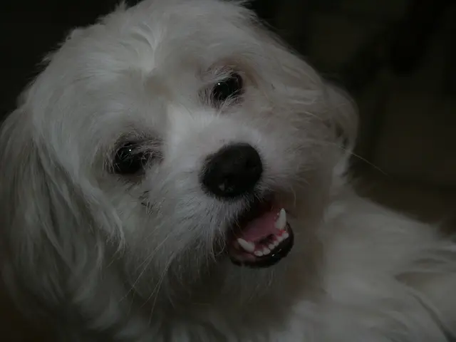 Explanation for White Dog Poop: A veterinary expert's perspective by Hanie Elfenbein, DVM, reviewed...