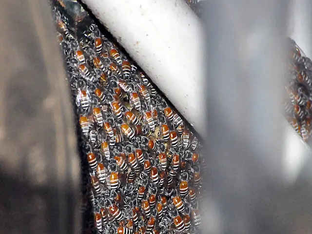 Expanded Restriction Zone: City of Solingen Fights Bee-Related Issue