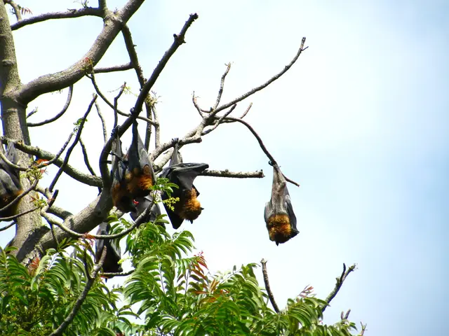 Disease outbreak of bat-related illness in Kita, Saalek district