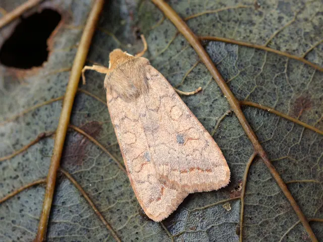 Confirmed Incidents of Lyme Disease in Tomsk Region Unveiled