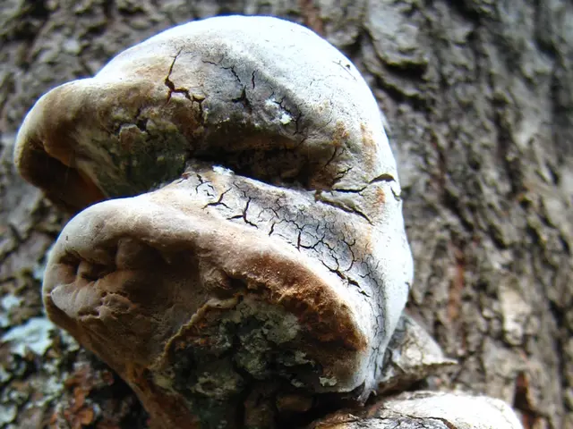 Rot of Brassicas in Black: An Examination