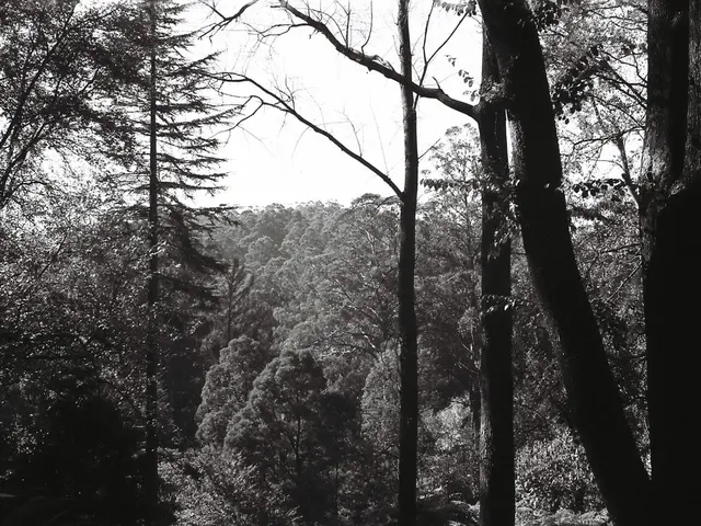 Urban trees in Hessen facing climate strain