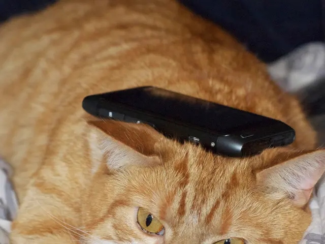 Veterinary House Call: A Preview