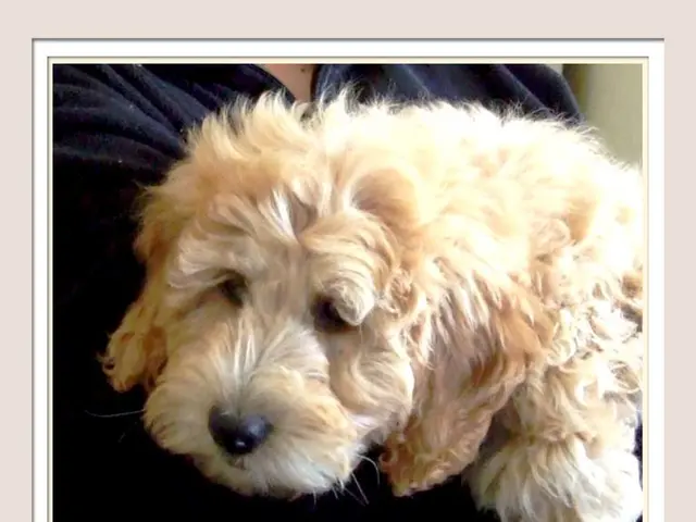 Golden Retriever Dog Named Frannie