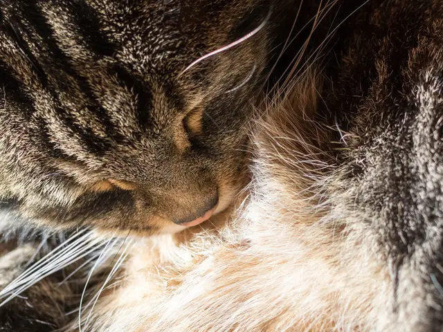 Feline Gingivitis: The Painful, Advancing Signal of Oral Health Issues in Cats