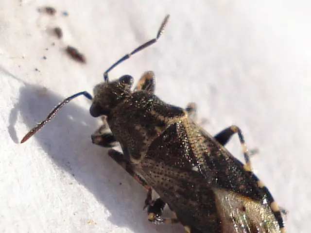 Delusional Parasitosis: Understanding its nature, symptoms, remedies, and additional details