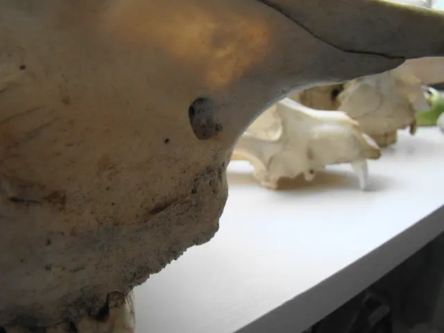 Meningitis Examination, Signs, and Identification Process