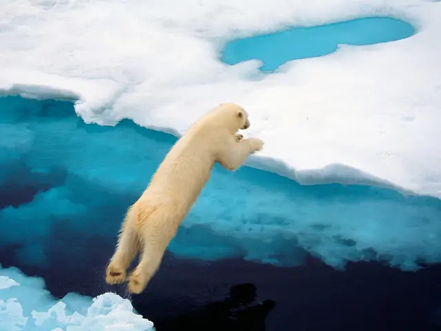 Polar bears retain warmth during winter by utilizing a layer of thick fur, a dense undercoat, and...