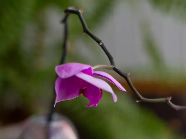 Expansion of Boston Scientific's label allowing for persistent Atrial Fibrillation treatment