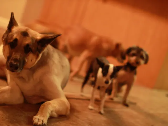 Court Alarmed by Rise in Fatal Rabies Cases from Dog Attacks