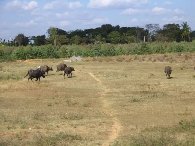 Restoring keystone species worldwide: Successful cases demonstrating how these actions can restore...