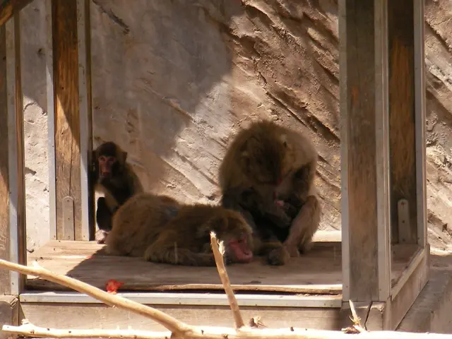 Baboons being culled at Nuremberg zoo, sparking controversy and criticism.