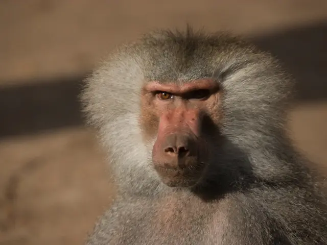 Zoological park eliminates 12 healthy baboons due to lack of accommodations