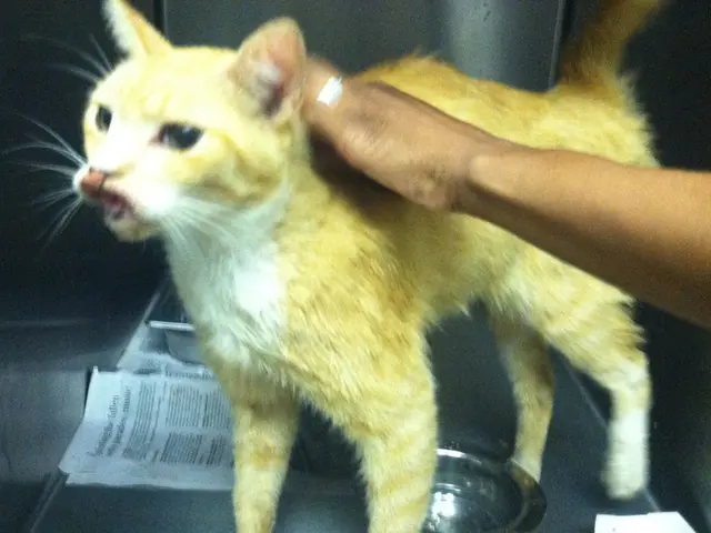 Indoor cats in Michigan contracted bird flu, possibly from their owners.