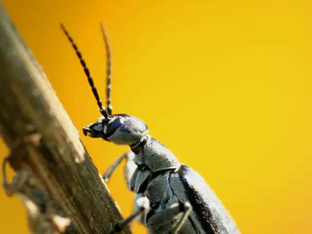 Japanese B Encephalitis: An explanation on this viral inflammation of the brain, originating mainly...