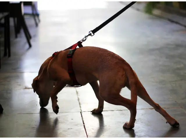 Guide on Dog Euthanasia: Exploring End-of-Life Options and Preparation